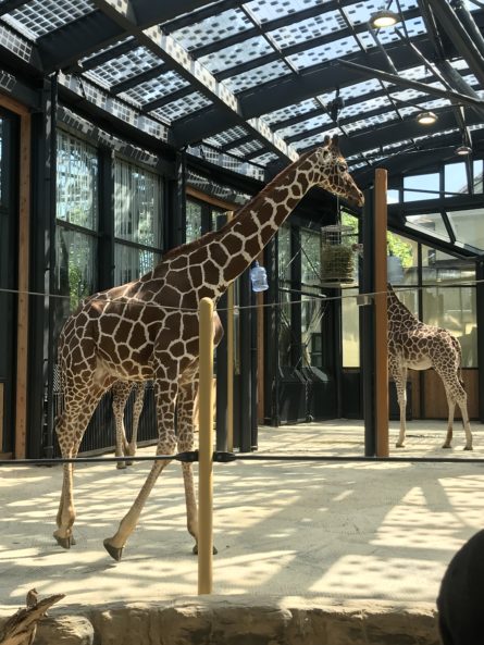 20 Jahre 20 Taten_Zoo Schönbrunn